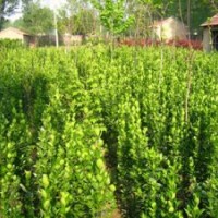 供应白皮书，油松，国槐，刺槐，侧柏，柳树，速生杨