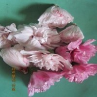 1-2公分木槿树苗1米高木槿苗木槿苗经销商