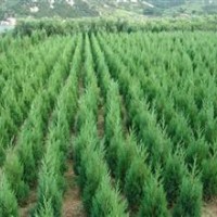 供侧柏苗，白皮松苗，皂角苗，国槐苗，柿子苗。