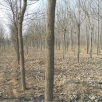 供应毛白杨，法桐，国槐，白蜡，柳树等绿化苗木