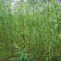 优质竹柳树苗|山东优质竹柳树苗|，诚信为本