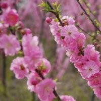 优质榆叶梅树苗|山东优质榆叶梅树苗|就知道，诚信为本