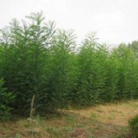 出售国槐苗，白蜡苗