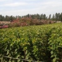 出售 樱花小苗1.2米分叉