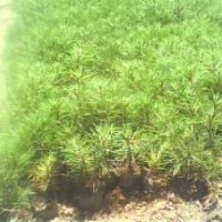 白皮松 白皮松小苗