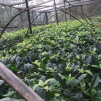 桂花苗，桂花小苗，桂花扦插苗批发