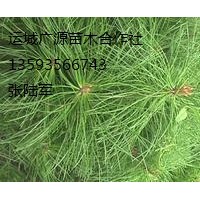 华山松小苗出售、2年生华山松小苗大量供应