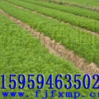 马尾松树苗 马尾松种子 马尾松苗