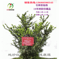 大量销售曼地亚红豆杉大小苗，枝条等