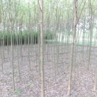2013年绿化苗木预定工作开始啦速生柳,垂柳,榆树