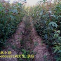 安徽三角枫小苗