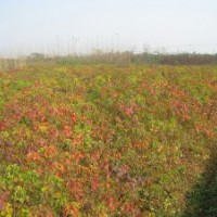 肥西康富苗圃供应 三角枫 乌桕 紫叶李 木瓜 朴树