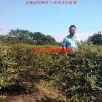 供应火棘 火棘球（50-3米）金森女贞等绿化小苗