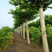 供应苗木价格，法桐价格，柳树价格，国槐价格