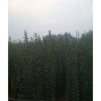 西府海棠、西府海棠树苗