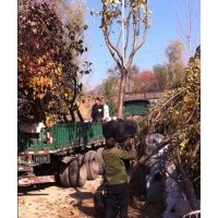 山东优质樱花树苗|优质樱花树苗|，诚信为本