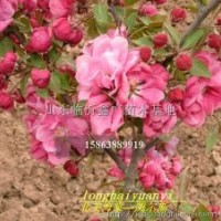 北美海棠价格 西府海棠价格 垂丝海棠价格 冬红海棠价格