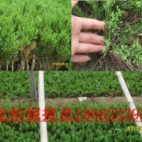 龙柏嫁接苗嫁接小龙柏苗棚苗床苗