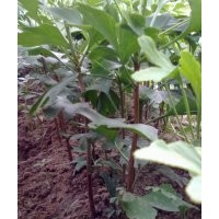 大量供应绿化小苗