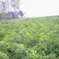 安徽肥西供应绿化小苗乌桕三角枫朴树