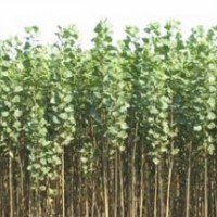 供应毛白杨 新疆杨 速生杨 红叶杨
