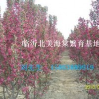 西府海棠 北美海棠 桃树苗 苹果苗 冬红海棠 北美海棠芽苗