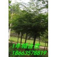 国槐 臭椿 速生杨