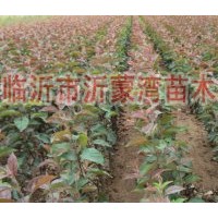 供应北美海棠、绚丽海棠、红宝石海棠、长寿果