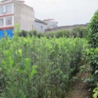 供应广西阳朔县罗汉松苗种植2年高度在1米左右