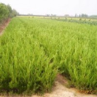 基地批发龙柏/龙柏苗/龙柏球