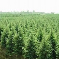 白皮松 油松 华山松 核桃苗 国槐