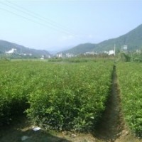 大量低价抛售福建大叶火红丹桂小苗