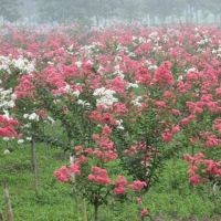 山东平邑低价处理百日红小苗、杜仲树