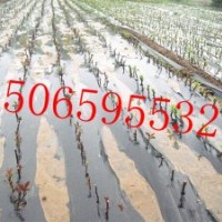 西府海棠、木瓜海棠、垂丝海棠、绚丽海棠