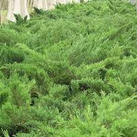 沙地柏苗木最新产品