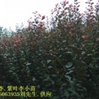 红叶李小苗 独杆红叶石楠小苗，红叶李小苗，三角枫小苗，香樟小