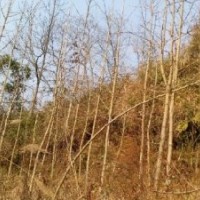 供应桂花，红豆杉，银杏