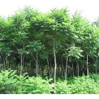 火炬苗 火炬树苗 山西火炬苗 火炬小苗价格