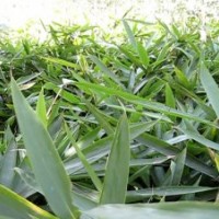 青竹，潢川青竹报价，青竹小苗