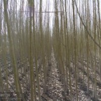 银中杨、小成黑