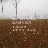 1米高紫薇苗紫薇苗最新报价紫薇苗批发商紫薇苗