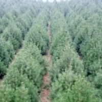 白皮松 华山松 油松