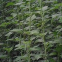 优质木槿花树苗|山东优质木槿花树苗|，诚信为本