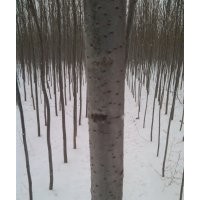 绿化树银中杨,小城黑,云杉