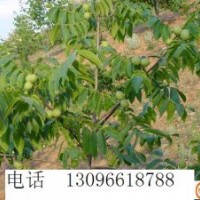 供应核桃苗白皮松油松华山松花椒苗国槐