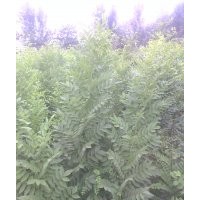 出售；速生国槐小苗。。50万颗，，速生白蜡小苗20万颗