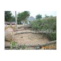 河北新生国槐种植基地