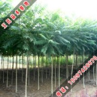 胸径3cm 千头椿 小苗