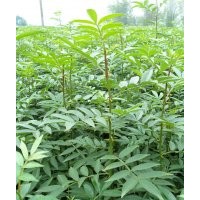 出售九叶青花椒苗、桂花（金桂丹桂日香桂等）便宜卖了