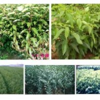 出售香樟苗各种规格便宜了